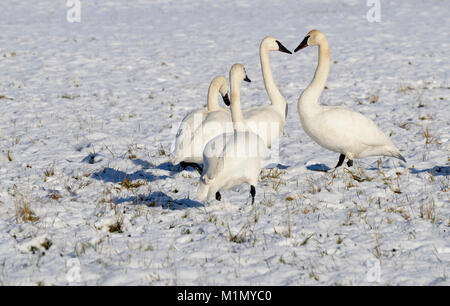 Quattro Trumpeter cigni, Courtenay, Isola di Vancouver, British Columbia, Canada. Foto Stock