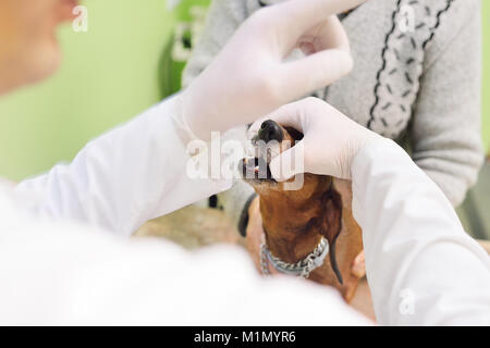 Veterinario esamina i denti e la mandibola di un cane Foto Stock