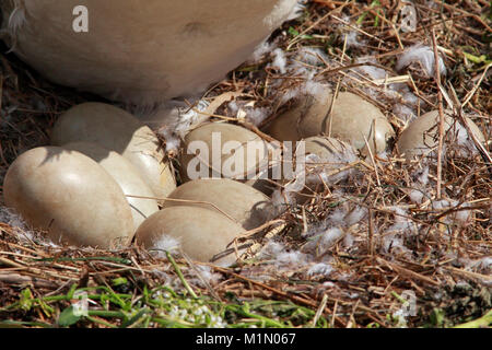 Cigno (Cygnus olor) uova, Berwickshire, Scotland, Regno Unito. Foto Stock