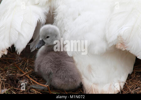 Cigni (Cygnus olor) nesting, adulto con cygnet a nido, Berwickshire, Scotland, Regno Unito. Foto Stock
