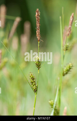 Carex distans,Entferntaehrige Segge,distante sedge Foto Stock