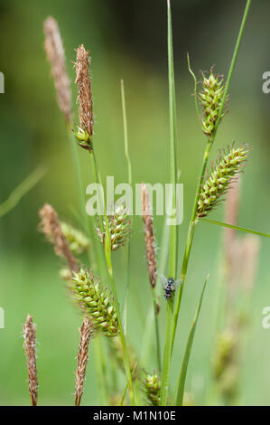 Carex distans,Entferntaehrige Segge,distante sedge Foto Stock