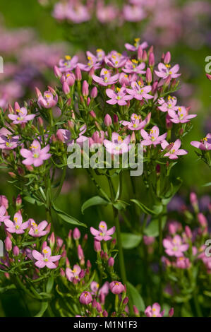 Centaurium erythraea,Echtes Tausendgueldenkraut,Common centaury, centaury europea Foto Stock