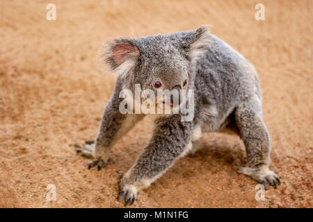 È raro vedere un koala ovunque ma in una struttura ad albero in modo che sia speciale per vedere uno che cammina sulla terra. Questo koala è guardando intensamente a qualcosa di off a Foto Stock