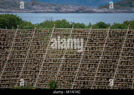 Rastrelliere per l'asciugatura di baccalà nella città di Svolvaer della contea del Nordland, Norvegia. Foto Stock