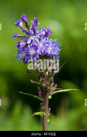 Cicerbita alpina,Alpen-Milchlattich,blu alpino-sow-thistle Foto Stock