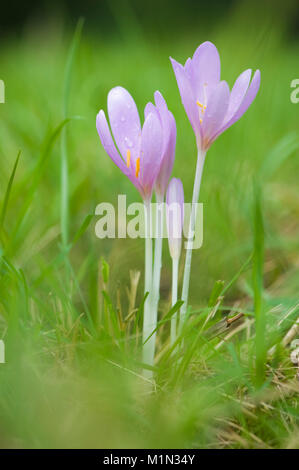 Colchicum autumnale,Herbstzeitlose,Prato Suffron Foto Stock