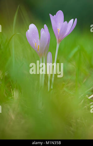 Colchicum autumnale,Herbstzeitlose,Prato Suffron Foto Stock