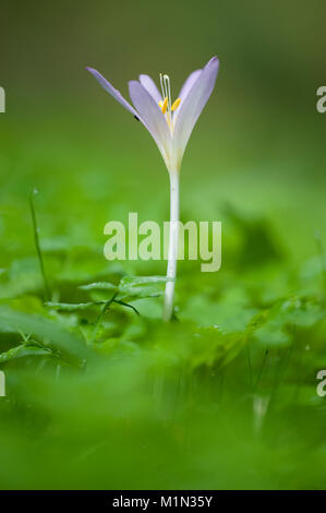 Colchicum autumnale,Herbstzeitlose,Prato Suffron Foto Stock