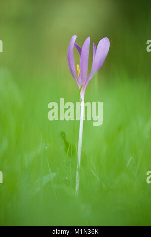 Colchicum autumnale,Herbstzeitlose,Prato Suffron Foto Stock