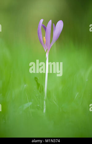 Colchicum autumnale,Herbstzeitlose,Prato Suffron Foto Stock