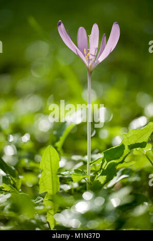 Colchicum autumnale,Herbstzeitlose,Prato Suffron Foto Stock