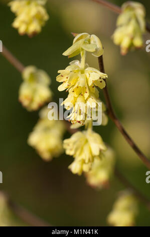 Corylopsis spicata,Aehrige Scheinhasel,l'inverno hazel Foto Stock