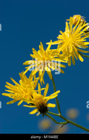 Crepis biennis,Wiesen-Pippau,hawksbeard ruvida Foto Stock