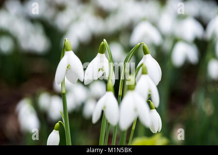 Galanthus nivalis, comune snowdrop. Snowdrops inverno/fiori di primavera. Foto Stock