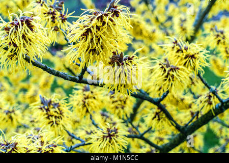 Hamamelis Witch Hazel Hamamelis 'Pallida' albero gennaio Witch Hazel Tree Pallida Winter Flower Shrub Blooming Branches Yellow Flower Plant Winter Foto Stock