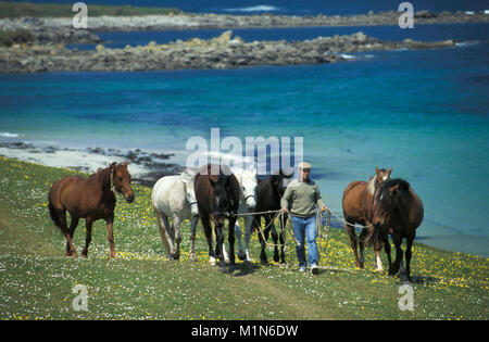 La Francia. La Bretagna. Isola Ile de Batz. Mare. Il contadino porta a cavallo per il campo. Foto Stock