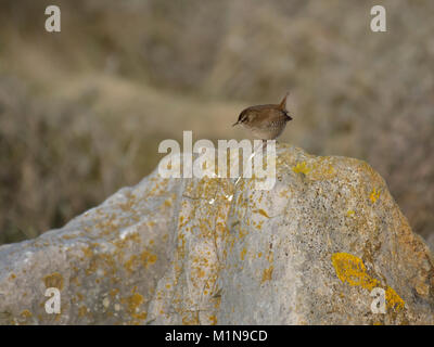 Scricciolo, Troglodytes troglodytes, appollaiato sulla roccia, cercando alert sul bordo della baia di Morecambe, Regno Unito Foto Stock