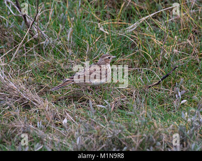 Eurasian allodola, Alauda arvense, stando in piedi in un prato, nel Lancashire, Regno Unito Foto Stock