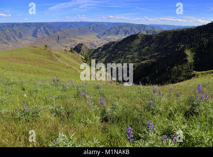 Splendidi panorami di Hells Canyon National Recreation Area da lungo il Nez Perce (Nee-Me-Poo) sentiero nella parte orientale della Oregon. Foto Stock