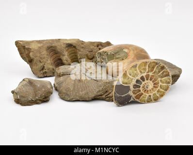 Fossili disposte su una transizione senza sfondo bianco, compresi brachiopodi, nautilus, crinoidi, e pesce, su una transizione senza sfondo bianco. Foto Stock