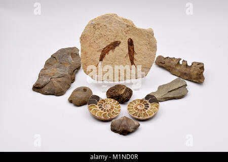 Fossili disposte su una transizione senza sfondo bianco, compresi brachiopodi, nautilus, crinoidi, e pesce, su una transizione senza sfondo bianco. Foto Stock