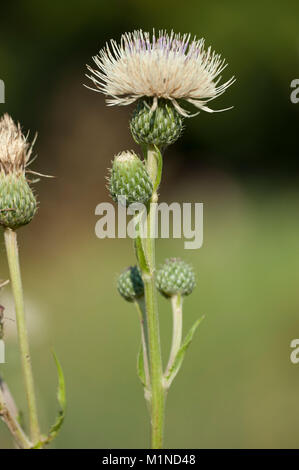 Cirsium tuberosum,Knollen-Kratzdistel,Knollige Kratzdistel,Tuberose Thistle Foto Stock