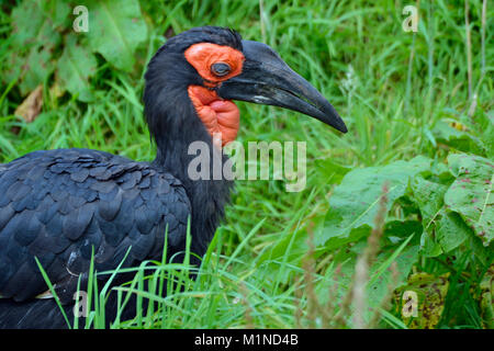 Massa meridionale Hornbill; Bucorvus Leadbeateri; nativo in Sud Africa. Bird a sud dei laghi Zoo Safari, Cumbria. In Inghilterra. Regno Unito Foto Stock