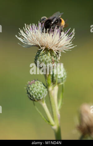 Cirsium tuberosum,Knollen-Kratzdistel,Knollige Kratzdistel,Tuberose Thistle Foto Stock