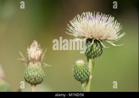 Cirsium tuberosum,Knollen-Kratzdistel,Knollige Kratzdistel,Tuberose Thistle Foto Stock