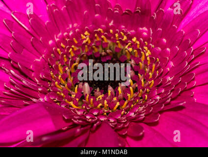 Una macro shot di una pink gerbera bloom. Foto Stock