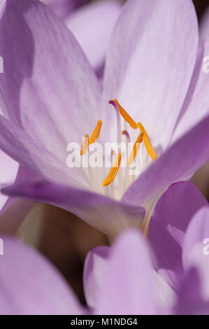 Colchicum autumnale,Herbstzeitlose,Prato Suffron Foto Stock