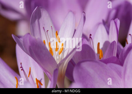 Colchicum autumnale,Herbstzeitlose,Prato Suffron Foto Stock