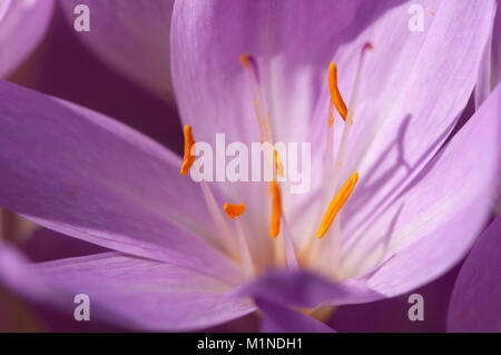 Colchicum autumnale,Herbstzeitlose,Prato Suffron Foto Stock