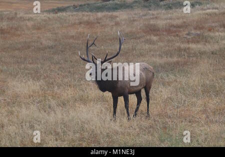 Alci del Bull Foto Stock