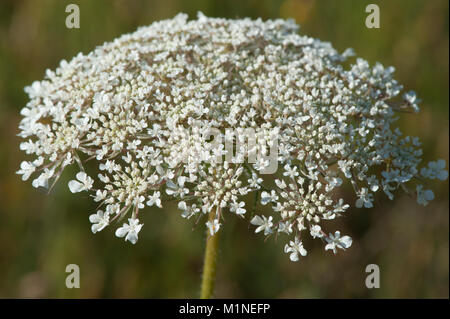 Daucus carota,Wilde Moehre,Carota selvatica Foto Stock