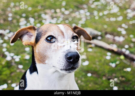 Close up ritratto di carino jack russell cane con fiore bianco. Foto Stock