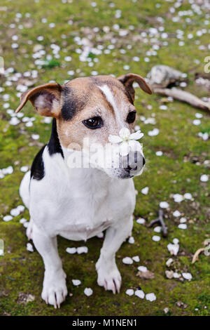 Carino jack russell seduto in erba con petali di colore bianco Foto Stock