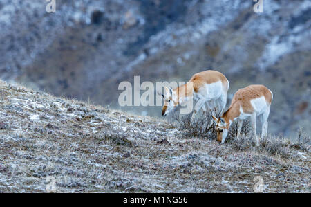Pronghorn antelope (Antilocapra americana) al di fuori del Gardiner Montana, sul confine del Parco Nazionale di Yellowstone nella neve Foto Stock