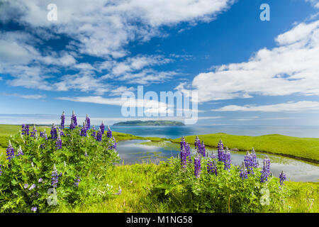 Nootka lupini al punto Pasagshak sull isola di Kodiak si affacciano Ugak isola nel sud-ovest di Alaska. L'estate. Pomeriggio. Foto Stock