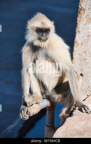 Langur grigio ritratto al Savitri Mata Temple, Pushkar, Rajasthan, India Foto Stock