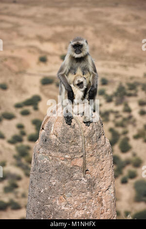 Grigio scimmie langur a Savitri Mata Temple, Pushkar, Rajasthan, India Foto Stock