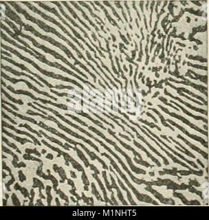 'L'Americana; un riferimento universale biblioteca, comprendente le arti e le scienze, letteratura, storia, biografia, geografia, commercio, ecc., del mondo" (1908) Foto Stock