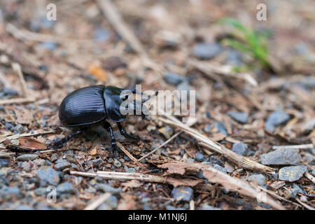 Terra di sterco di trivellazione coleotteri, Typhaeus typhoeus Foto Stock