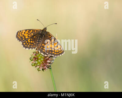 Heath fritillary, Melitaea athalia Foto Stock