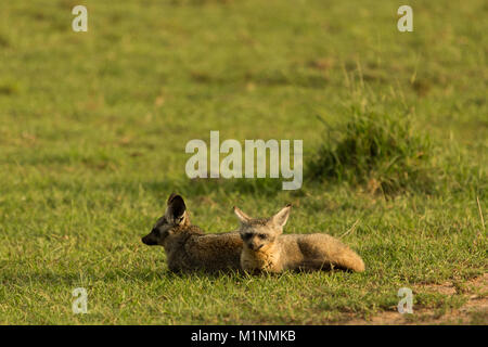 Bat-eared volpi poggiante sulla savana del Masai Mara Foto Stock