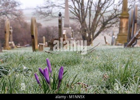 Cimitero di crochi Foto Stock