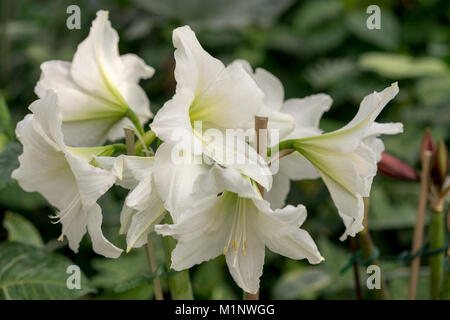 Grandi fiori bianchi le campane in giardino su uno sfondo verde Foto Stock