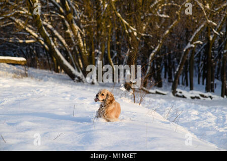 American cocker spaniel sullo sfondo di una foresta innevata. Un cane sta in un cumulo di neve e guarda lontano. Foto Stock