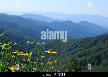 Great Smoky Mountains in blu con haze Maryland Golden Aster fiori in primo piano nel Parco Nazionale in North Carolina, STATI UNITI D'AMERICA Foto Stock